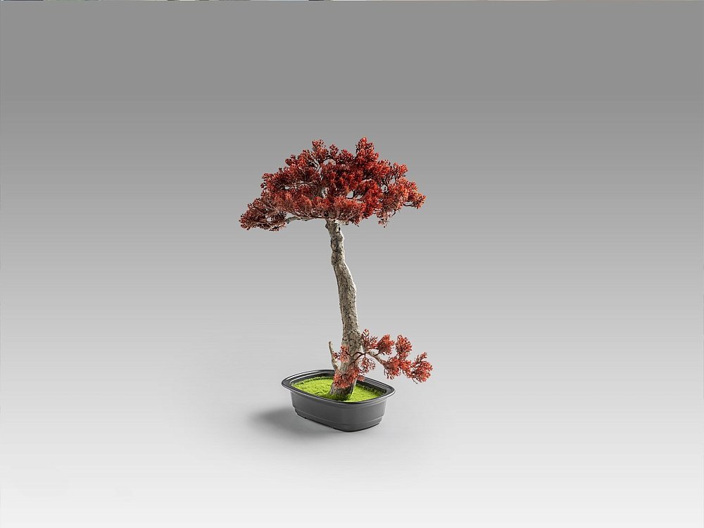 Bujin-hi bonsai 45cm набор из 2 предметов