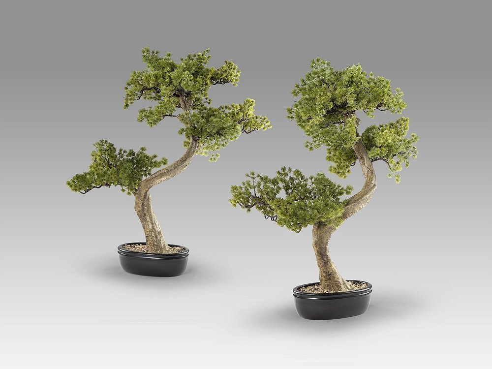 Bankan II bonsai 49cm набор из двух предметов