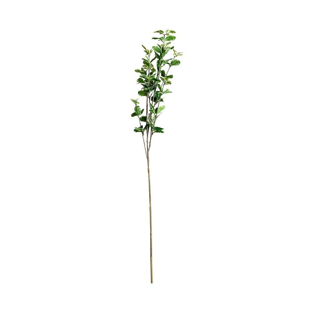 Листья растения FICUS