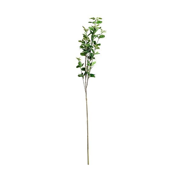 Листья растения FICUS