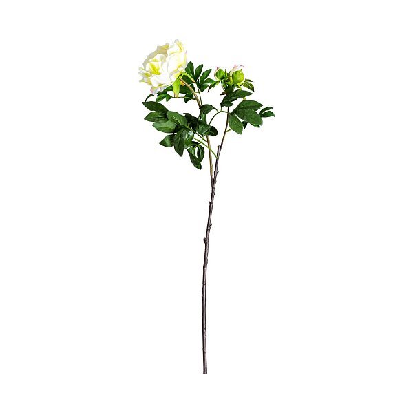 Цветок белого цвета ROSA