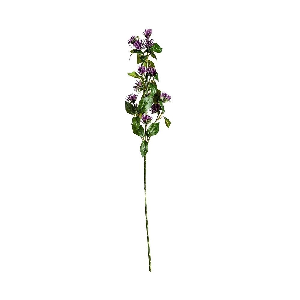Цветок фиолетового цвета CENTAUREA