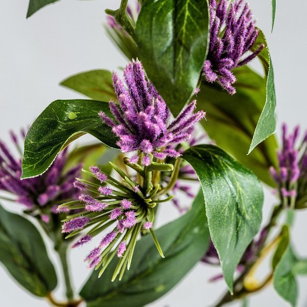 Цветок фиолетового цвета CENTAUREA